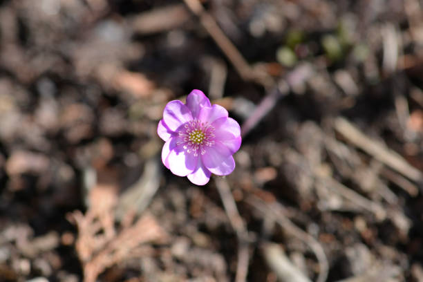 istock Pink Liverwort 1478316717