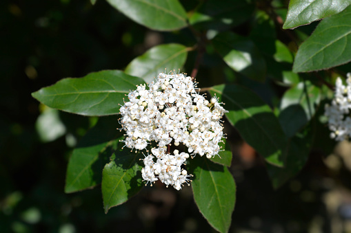 Laurustinus white flowers - Latin name - Viburnum tinus