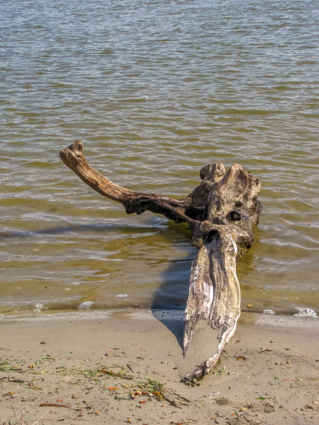 istock Dead tree stump in the water on the river bank 1478318227