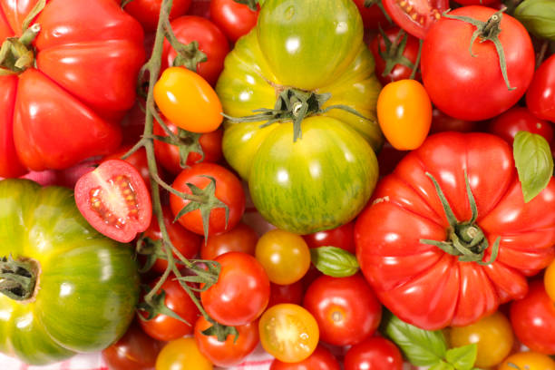 istock Colorful set of various tomatoes and basil leaves 1478324749