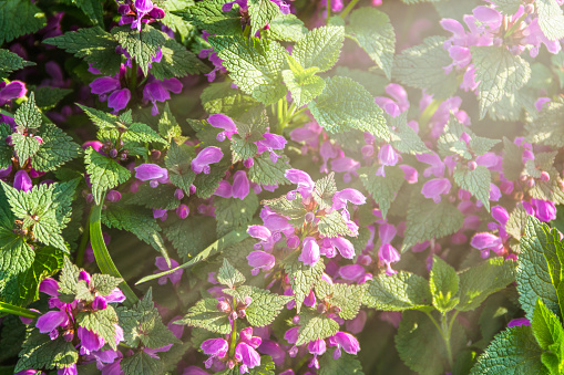 Pink flowers of spotted nettle Lamium maculatum. Medicinal plants in the garden. Purple flowering plants gather on a summer day under the rays of the sun. Horizontal frame.