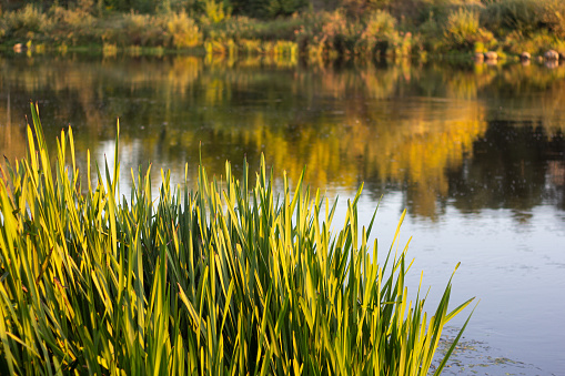 Sedge on the river bank at sunset. Slender grass on a blurred background. Selective focus. Nature concept for summer light design.
