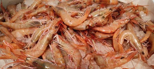 istock Pink shrimps from Sanremo 1478328457