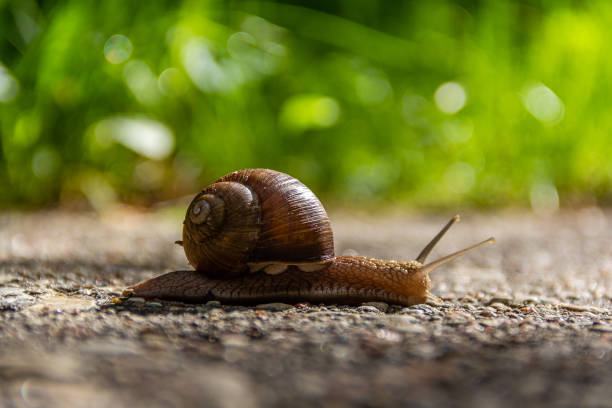 istock The snail crawls along the road. Reach a certain speed. 1478328536