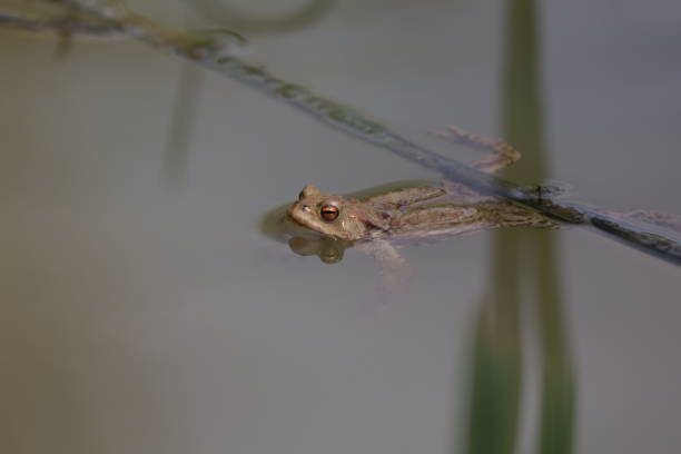 istock Toad in the breeding season in a pond 1478328673