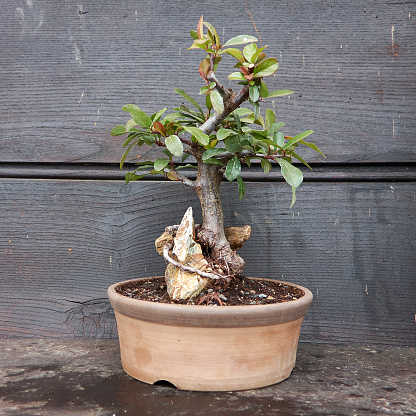 Small tree in a clay pot