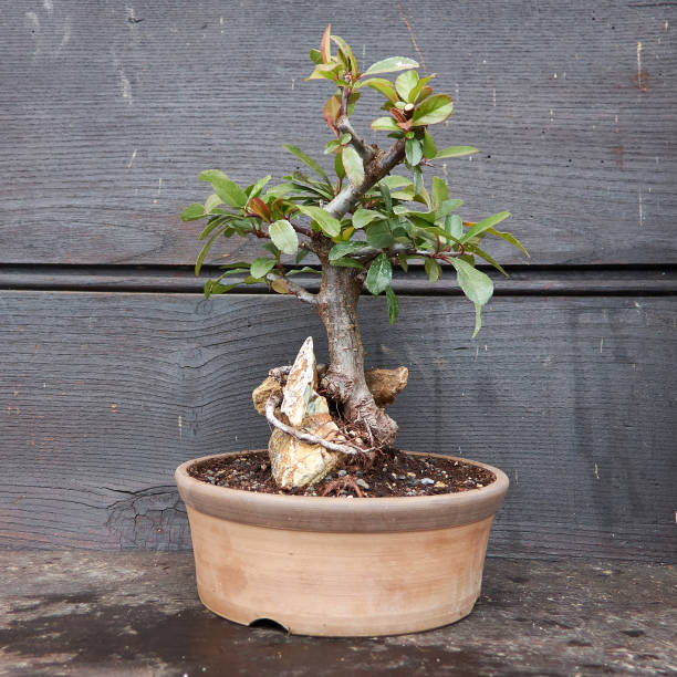 Pyracantha bonsai stock photo