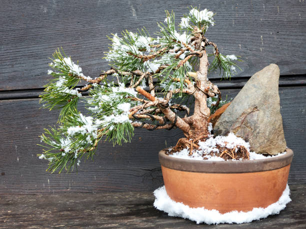 Mugo pine bonsai stock photo