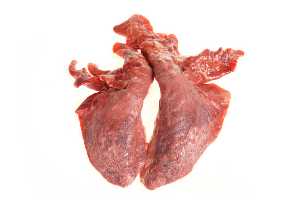 Fresh pig lung on a white background