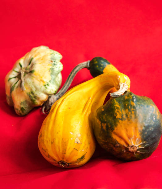 istock close up of a different pumpkin on red background 1478337189
