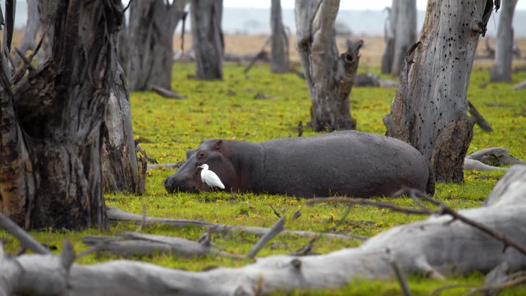 Hippopotamus standing in a lake covered with grass,in-between a lush forest. Hippopotamus feeds on grass.