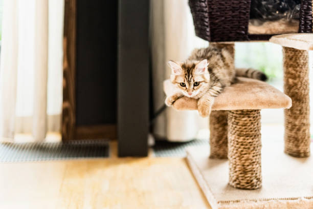 Funny kitten playing on cat tree in living room. stock photo