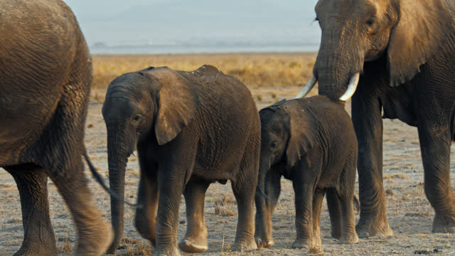 Group of elephants walking through a savannah landscape,side view during sunset. An elephant mother and her babies walk