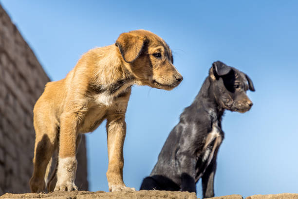 Cute stray dog puppy  on a wall in the Edfu temple, Egypt stock photo