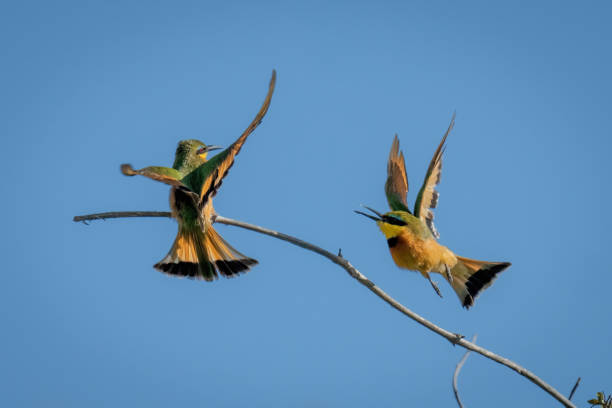 istock Little bee-eater flies at another on branch 1478347031