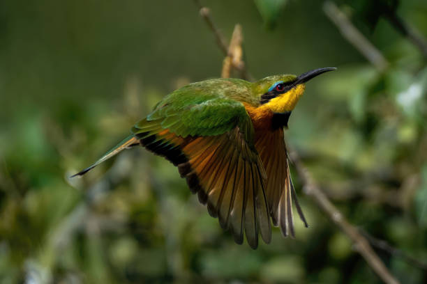 istock Little bee-eater flies past bush in sunshine 1478347051