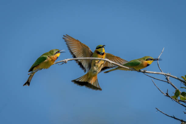 istock Little bee-eater lands on branch between others 1478347132