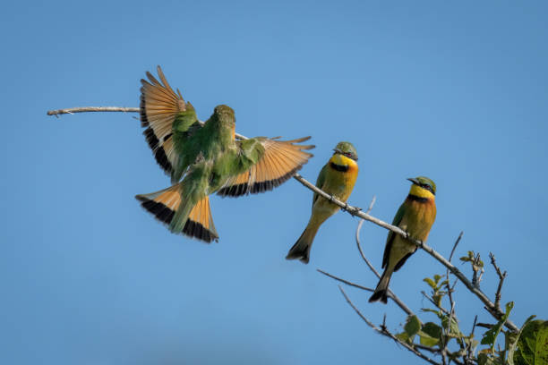istock Little bee-eater lands on branch near others 1478347166