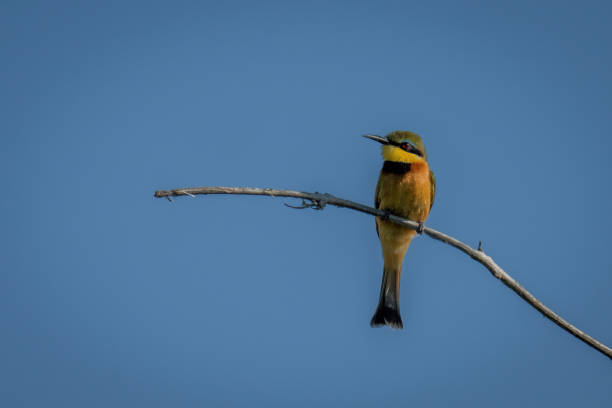 istock Little bee-eater on dead branch lifting beak 1478347450
