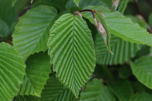 istock The first green leaves on the branches of a tree in spring 1478348505