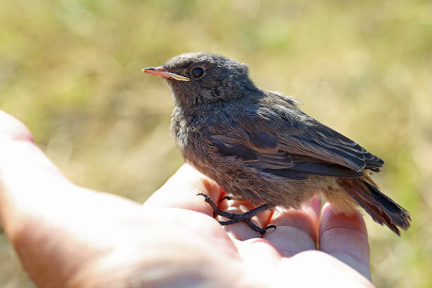 istock A young chick that recently flew out of the nest 1478348962