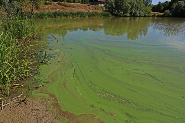 istock Dark green colored algae that fill the lake 1478349119