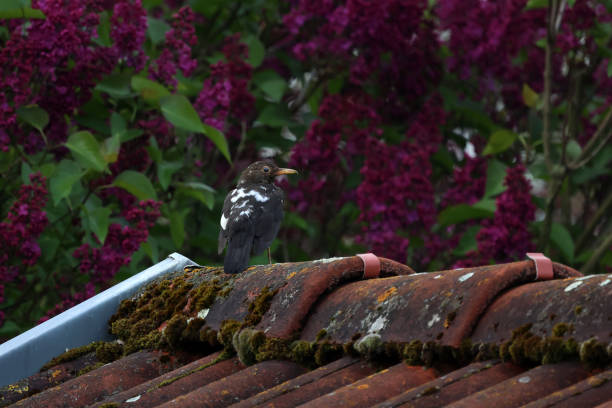 Rare blackbird with leucism, lack of pigmentation, black and white feather