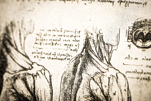 Leonardo's sketches and drawings: anatomy arm muscles