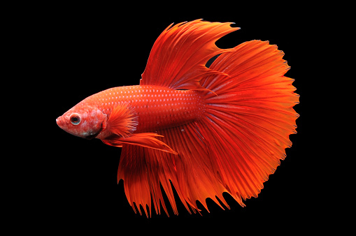 Capture the moving moment of red siamese fighting fish isolated on black background. betta fish.