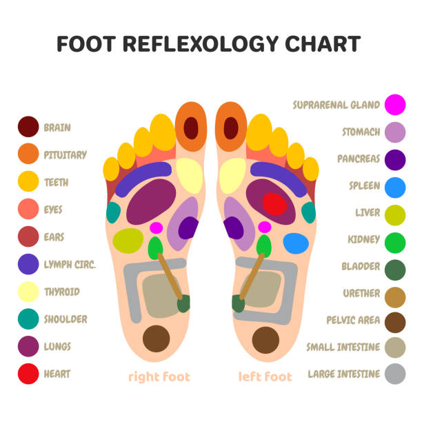 ilustrações, clipart, desenhos animados e ícones de cura alternativa tradicional, pontos de massagem nos pés da reflexologia - reflexology human foot foot massage therapy
