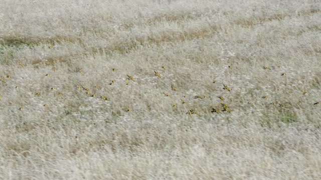 Large flock of Goldfinch birds feeding amongst winter meadow grass stalks in Wiltshire, UK