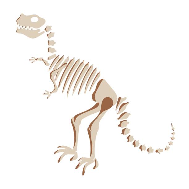 illustrations, cliparts, dessins animés et icônes de illustration du squelette de dinosaure t rex. os de créatures préhistoriques isolés. dangereux prédateur ancien, élément de conception fossile de tyrannosaure. vecteur. - dinosaur fossil tyrannosaurus rex animal skeleton