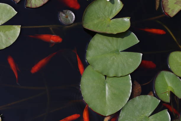 Goldfish swim among the leaves in the pond stock photo