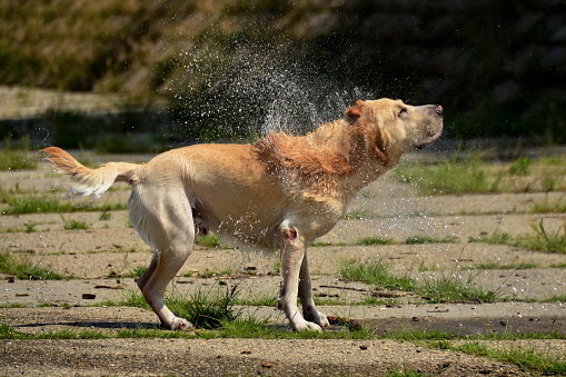 The dog shakes off the water after swimming outdoors