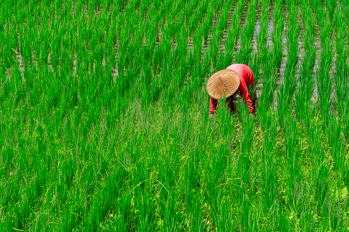 One farmer dressed in red is working in a rice field.
