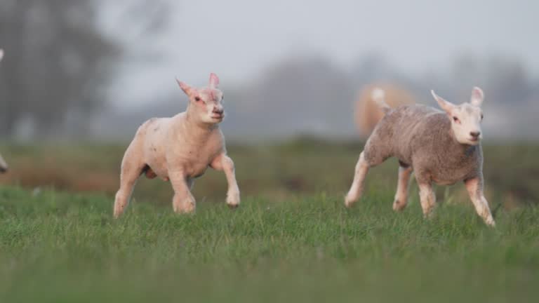 Herd of happy lambs playing and jumping on a meadow grass farm