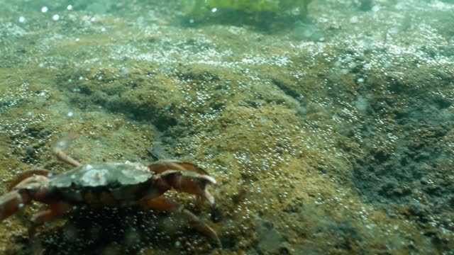 Dungeness crab swimming underwater on mossy bottom in the ocean, closeup shot