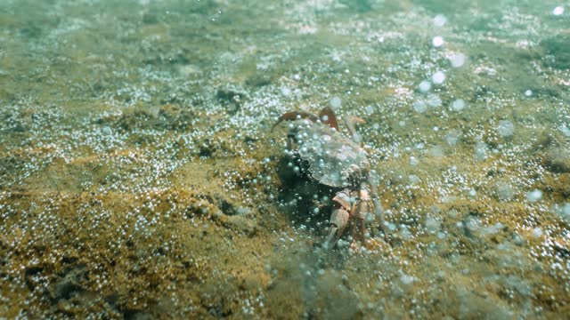 Dungeness crab moving underwater on mossy bottom in the ocean, closeup shot