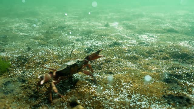 Dungeness crab swimming underwater on bottom in the ocean with mossy land