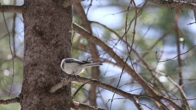 Closeup video of Black-capped Tit (Poecile atricapillus) on a tree branch in the forest