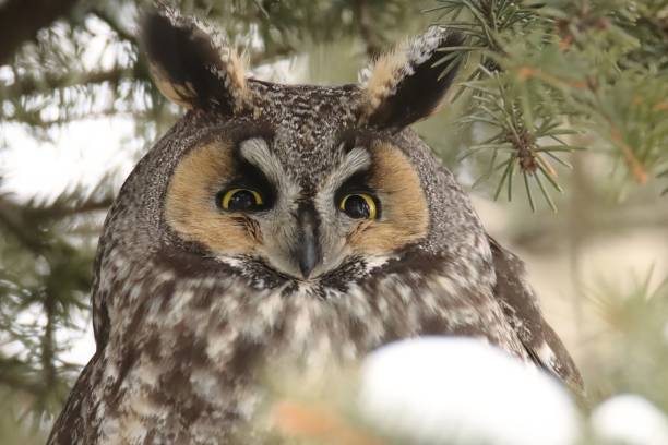 istock Closeup shot of a long-eared owl. 1478366230