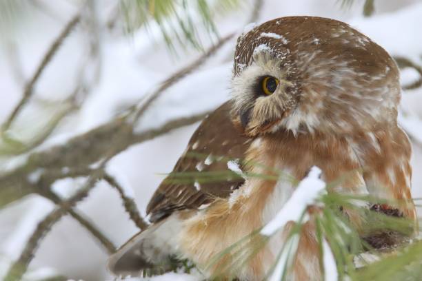 istock Majestic owl perched atop a picturesque snow-covered tree branch. 1478366244