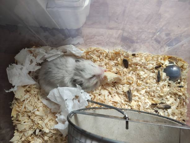 istock Sleepy Syrian hamster eats bread in a sawdust 1478366417