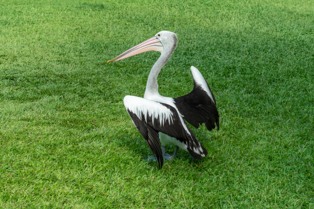 istock Funny pelican in a fighting pose on the green grass. 1478366557