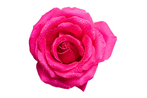 istock Pink rose with dew drops close-up on a white background. 1478367703