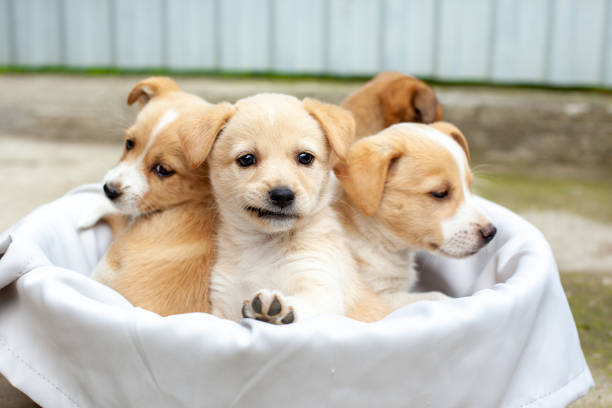 istock small cute dogs in the yard 1478367943