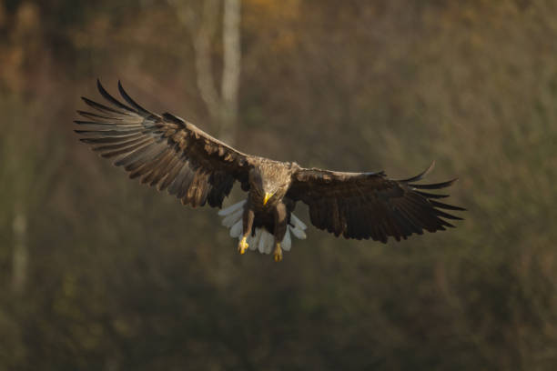 istock Majestic predator White-tailed eagle, Haliaeetus albicilla in Poland wild nature 1478368603
