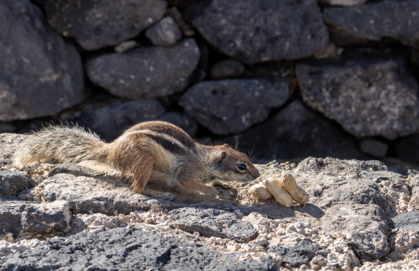 istock Chipmunk and peanuts, Fuerteventura, Spain 1478368760