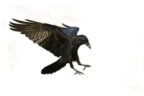Birds flying raven isolated on white background Corvus corax. Halloween, silhouette of a black bird in flight cut out on a white background for use in graphic arts