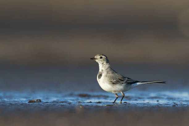istock Bird white wagtail Motacilla alba small bird with long tail on blurred background, Poland Europe 1478369013